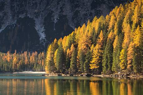 The golden larch in autumn are reflected on the Braies lake 