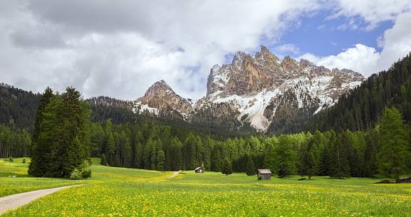 Field of spring flowers and Braies Dolomites on background 