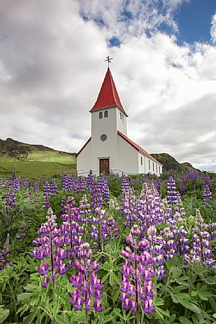 Lupins flowering and the church of the small village of Vik 