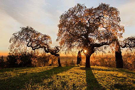 The Sofora del Giappone (Sophora Japonica), is a tree that has spread to Europe around 1700 as an ornamental plant The Sofora del Giappone (Sophora Japonica), is a tree that has spread to Europe around 1700 as an ornamental plant