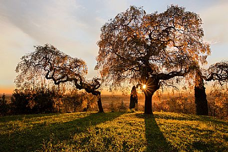 The Sofora del Giappone (Sophora Japonica), is a tree that has spread to Europe around 1700 as an ornamental plant