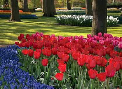 Keukenhof is a Dutch botanical park located near the town of Lisse , in Zuid Holland , about 35 km south - west of Amsterdam .
It is one of the main attractions of the Netherlands and is considered the largest park in the world of flowers bulb ;
They will bloom seven million bulbs planted by hand on an area of ​​32 hectares