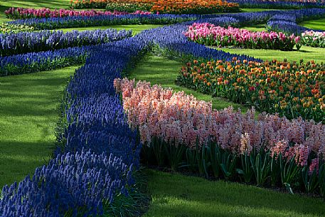 Keukenhof is a Dutch botanical park located near the town of Lisse , in Zuid Holland , about 35 km south - west of Amsterdam .
It is one of the main attractions of the Netherlands and is considered the largest park in the world of flowers bulb ;
They will bloom seven million bulbs planted by hand on an area of ​​32 hectares