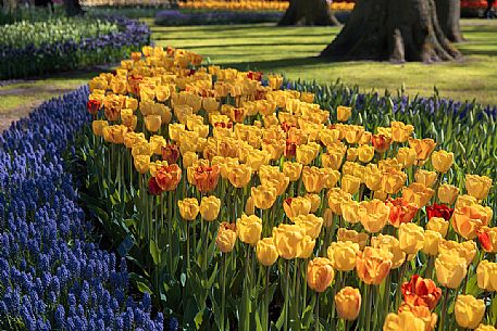 Keukenhof is a Dutch botanical park located near the town of Lisse , in Zuid Holland , about 35 km south - west of Amsterdam .
It is one of the main attractions of the Netherlands and is considered the largest park in the world of flowers bulb ;
They will bloom seven million bulbs planted by hand on an area of ​​32 hectares