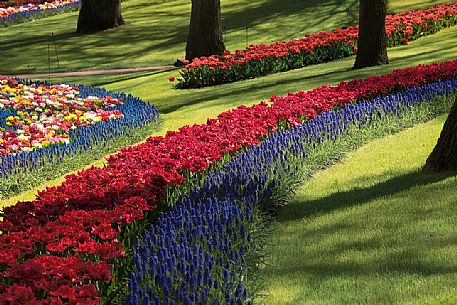 Keukenhof is a Dutch botanical park located near the town of Lisse , in Zuid Holland , about 35 km south - west of Amsterdam .
It is one of the main attractions of the Netherlands and is considered the largest park in the world of flowers bulb ;
They will bloom seven million bulbs planted by hand on an area of ​​32 hectares