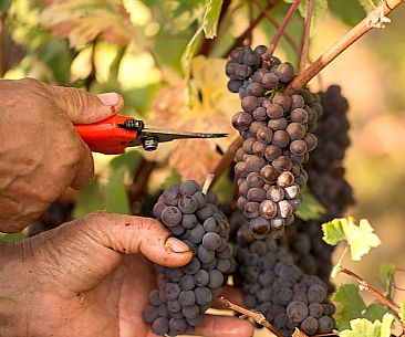 Farmer's hands cut a bunch of grapes during the harvest