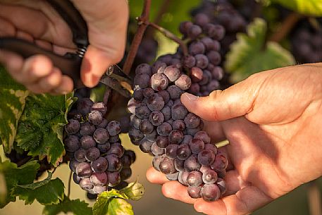 Farmer's hands cut a bunch of grapes during the harvest