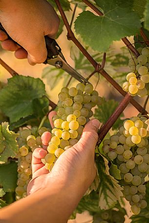 Farmer's hands cut a bunch of grapes during the harvest