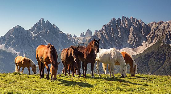 Horses on Dobbiaco meadows with Sesto Dolomites in the background, South Tyrol, Italy