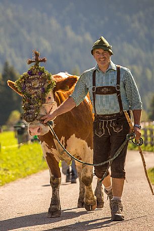 Return of the cattle and party for transhumance in Sesto Return of the cattle and party for transhumance in Sesto