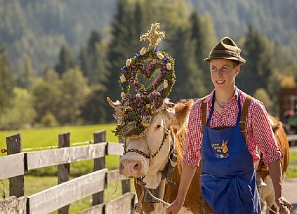 Return of the cattle and party for transhumance in Sesto Return of the cattle and party for transhumance in Sesto