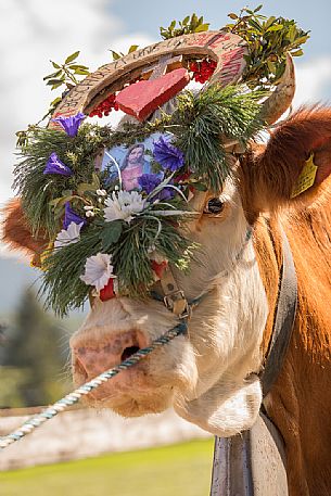 Return of the cattle and party for transhumance in Sesto Return of the cattle and party for transhumance in Sesto