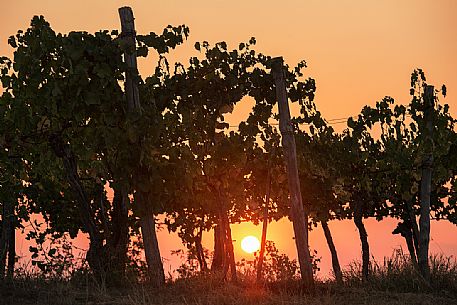 Vineyards of Collio at sunset - Gorizia