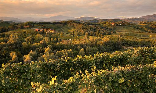 The hills and the vineyards of Collio in Gorizia at sunset