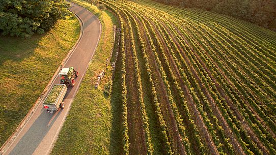 Cart full of grapes in the vineyards of Collio in Gorizia