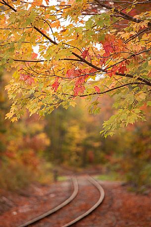 Autumn along the tracks that cross the  Franconia Notch State Park, New Hampshire, United States of America