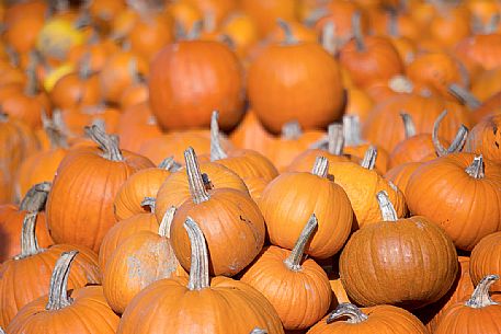 Pumpkins, Vermont, United States