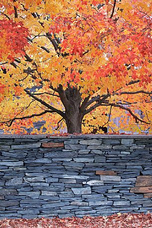 Foliage in Woodstock, Vermont, United States of America Foliage in Woodstock, Vermont, United States of America