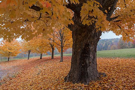 Foliage in the countryside of Woodstock, Vermont, New England, Usa