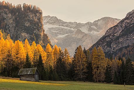 Golden larches and Braies Dolomites (Croda del Becco ) on background at sunset