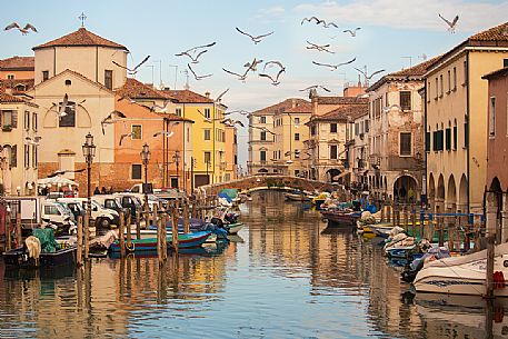 Gulls on the Canal Vena at the fish market, Chioggia, Italy