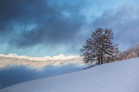 First light on snow-covered meadows of Sesto, val Pusteria, south tyrol, Italy