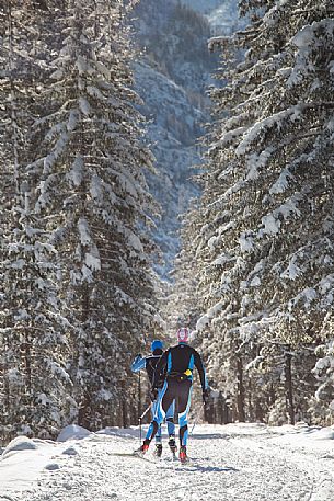 Cross country skiing in Landro valley, along the trail Dobbiaco Cortina,  dolomites, Italia