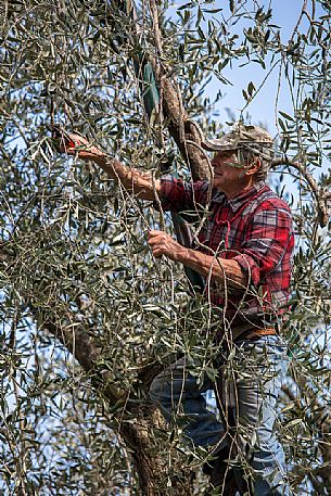 Farmer plows his olive trees in Malcesine on Garda lake, Italy