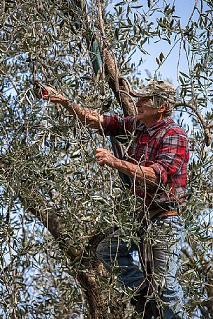 Farmer plows his olive trees in Malcesine on Garda lake, Italy Farmer plows his olive trees in Malcesine on Garda lake, Italy