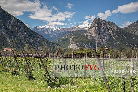 The vineyards of Pisoni farm in Pergolese, Valley of Lakes, Valle dei Laghi, Trentino