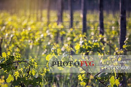 Young leaves, vineyards along the promenade leading to Lake Toblino, Valley of Lakes, Italy