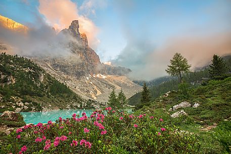 Flowering of rhododendrons along the banks of the lake Sorapiss with the Dito di Dio on background, Cortina D'Ampezzo, Dolomites, Italy Flowering of rhododendrons along the banks of the lake Sorapiss with the Dito di Dio on background, Cortina D'Ampezzo, Dolomites, Italy