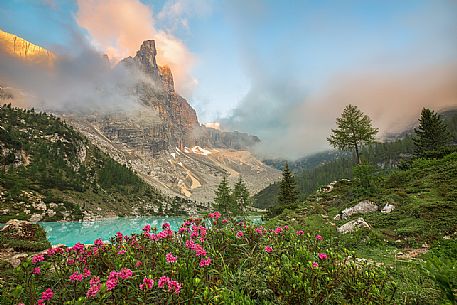 Flowering of rhododendrons along the banks of the lake Sorapiss with the Dito di Dio on background, Cortina D'Ampezzo, Dolomites, Italy