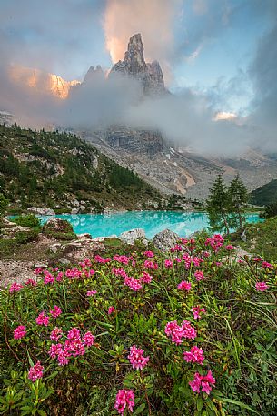 Flowering of rhododendrons along the banks of the lake Sorapiss with the Dito di Dio on background, Cortina D'Ampezzo, Dolomites, Italy