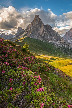 Flowering of rhododendrons at Giau Pass with the Ra Gusela on background at sunset, Dolomites, Cortina D'ampezzo,  Italy