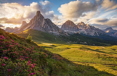Flowering of rhododendrons at Giau Pass with the Ra Gusela and Tofana di Rozes on background at sunset, Dolomites, Cortina D'ampezzo,  Italy