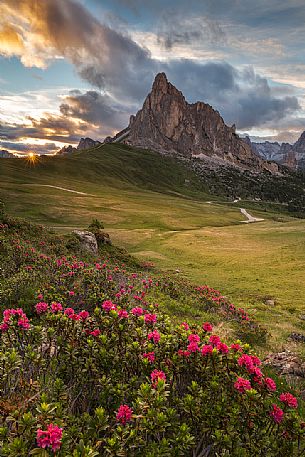 Flowering of rhododendrons at Giau Pass with the Ra Gusela on background at sunset, Dolomites, Cortina D'ampezzo, Italy Flowering of rhododendrons at Giau Pass with the Ra Gusela on background at sunset, Dolomites, Cortina D'ampezzo, Italy