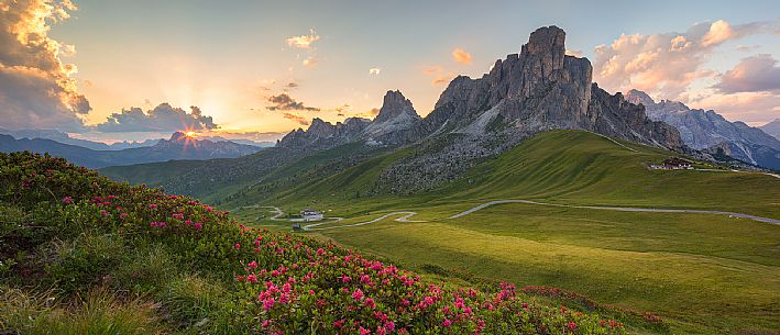Flowering of rhododendrons at Giau Pass with the Ra Gusela on background at sunset, Dolomites, Cortina D'ampezzo, Italy Flowering of rhododendrons at Giau Pass with the Ra Gusela on background at sunset, Dolomites, Cortina D'ampezzo, Italy