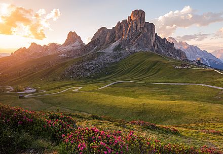 Flowering of rhododendrons at Giau Pass with the Ra Gusela on background at sunset, Dolomites, Cortina D'ampezzo, Italy Flowering of rhododendrons at Giau Pass with the Ra Gusela on background at sunset, Dolomites, Cortina D'ampezzo, Italy