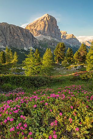 Flowering of rhododendrons on the meadows of Passo Falzarego, on background the Tofana di Rozes, Dolomites, Cortina D'Ampezzo, Italy