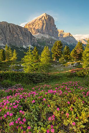 Flowering of rhododendrons on the meadows of Passo Falzarego, on background the Tofana di Rozes, Dolomites, Cortina D'Ampezzo, Italy Flowering of rhododendrons on the meadows of Passo Falzarego, on background the Tofana di Rozes, Dolomites, Cortina D'Ampezzo, Italy