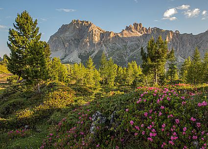 Flowering of rhododendrons on the meadows of Passo Falzarego, on background the Piccolo Lagazuoi and Gran Lagazuoi Mount, Dolomites, Cortina D'Ampezzo, Italy