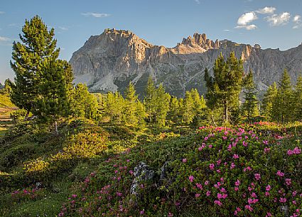 Flowering of rhododendrons on the meadows of Passo Falzarego, on background the Piccolo Lagazuoi and Gran Lagazuoi Mount, Dolomites, Cortina D'Ampezzo, Italy Flowering of rhododendrons on the meadows of Passo Falzarego, on background the Piccolo Lagazuoi and Gran Lagazuoi Mount, Dolomites, Cortina D'Ampezzo, Italy