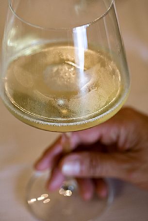 Glass of Ribolla gialla spumantizzata of the wine-growing company of Eugenio Collavini in Corno di Rosazzo, Friuli Venezia Giulia, Italy Glass of Ribolla gialla spumantizzata of the wine-growing company of Eugenio Collavini in Corno di Rosazzo, Friuli Venezia Giulia, Italy