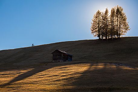 Pedaling in the Armentara meadows, Fanes Senes Braies natural park, Val Badia, Trentino Alto Adige, Italy