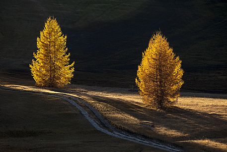 Autumn in the Armentara meadows, Fanes Senes Braies natural park, Val Badia, Trentino Alto Adige, Italy