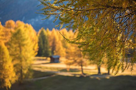 Autumn in the Armentara meadows, Fanes Senes Braies natural park, Val Badia, Trentino Alto Adige, Italy