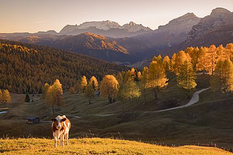 Cow in the autumnal field of Armentara,in the background the Marmolada glacier, Fanes Senes Braies natural park, Val Badia, Trentino Alto Adige, Italy
