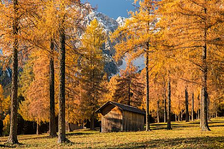 The barn surrounded by larch forest of Fiscalina Valley during an autumn morning, Dolomites, Pusteria valley, Italy