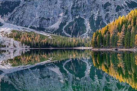 Reflected larches on the Braies lake, Dolomites, Pusteria Valley, Italy